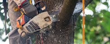 Best Storm Damage Tree Cleanup  in Union, NJ
