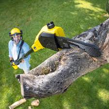 How Our Tree Care Process Works  in  Union, NJ