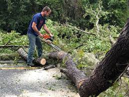 Best Emergency Tree Removal  in Union, NJ