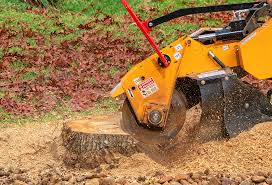 Best Tree Risk Assessment  in Union, NJ