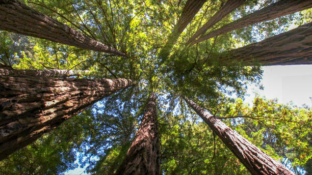 Best Tree and Shrub Care  in Union, NJ