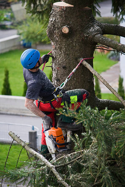 Best Pest Control for Lawns  in Union, NJ