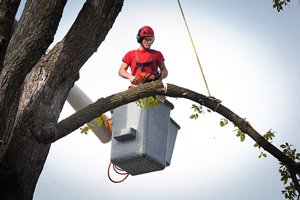 Best Utility Line Clearance  in Union, NJ